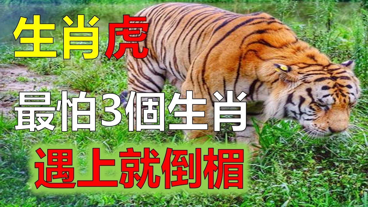 见才起义猜一生肖：生肖虎的隐喻与历史解读