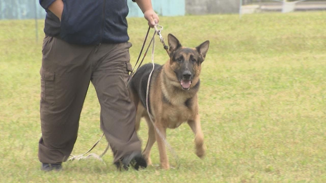 缉私的动物白小姐打一生肖：揭秘警犬缉私背后的故事及生肖对应