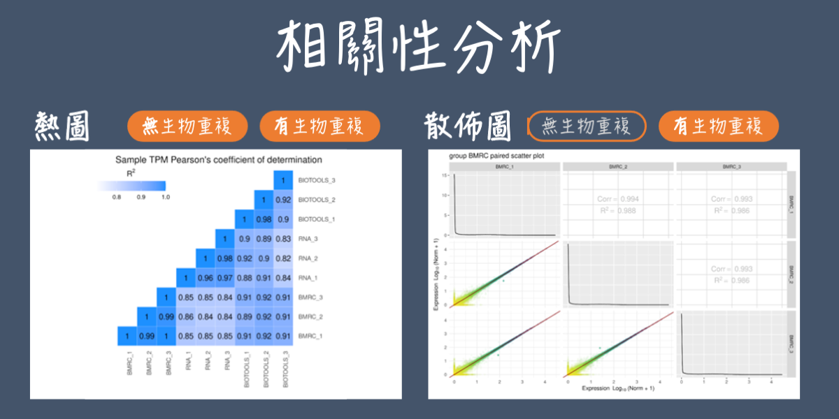 白小姐与尊重的动物：解释一生狗的思考