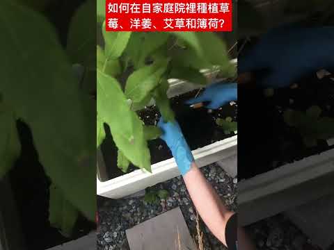 详解最准一期管家姐一码一狗：技术分析与风险防范