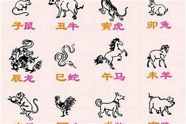 曾道人免费公开：狡猾动物对应几肖？深度解析及预测