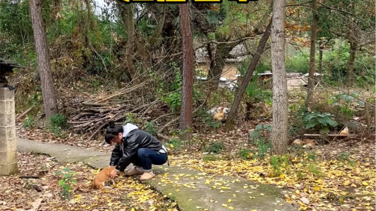 曾道人免费公开秘诀：单数狗秘的解释和分析