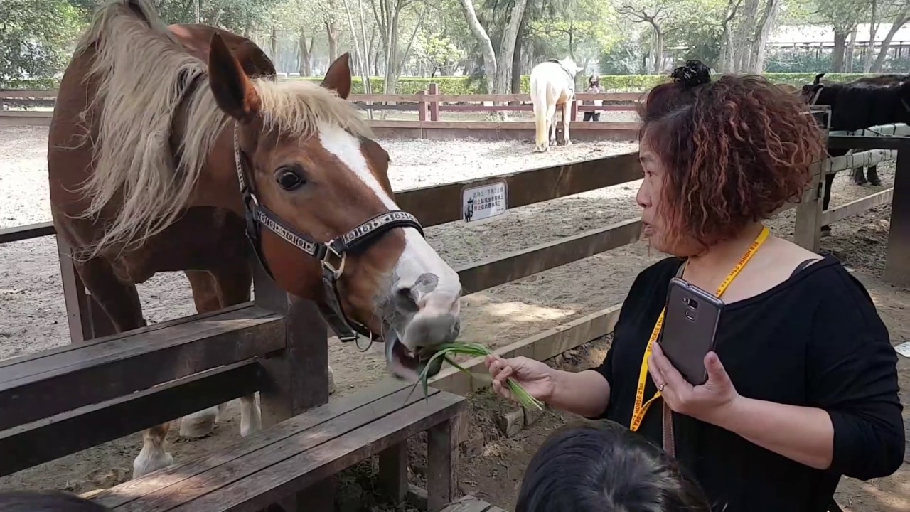 曾道人免费公开马食夜草猜一生肖动物：深度解析生肖谜题与文化内涵