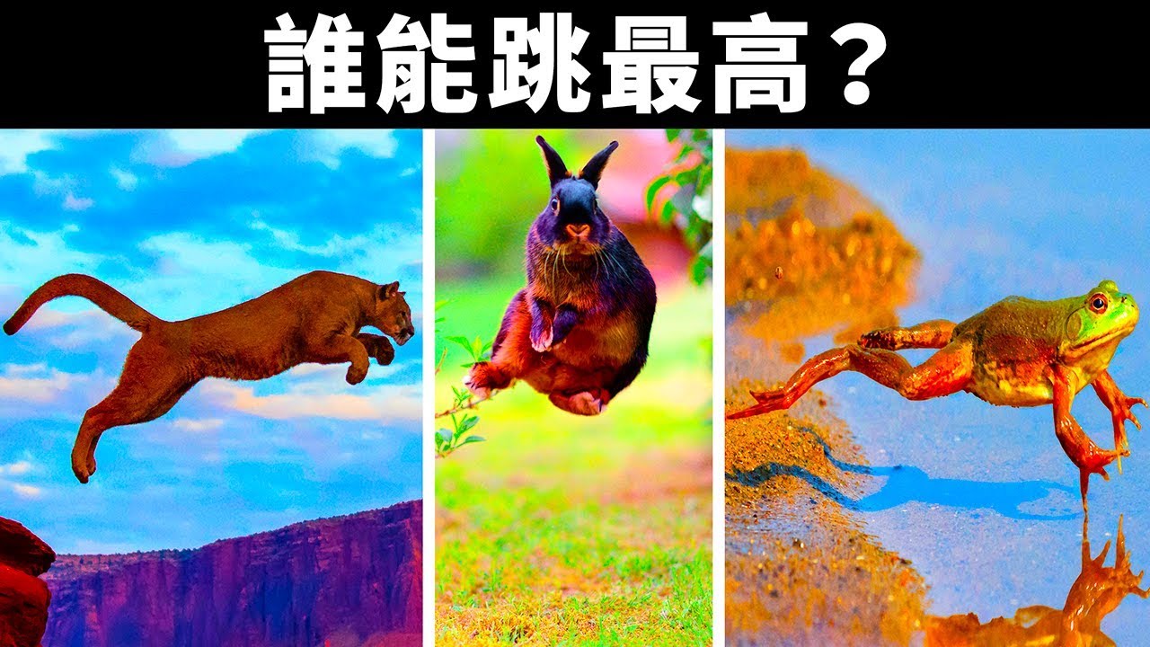 徐道人猜物解释：大旋大拖的动物是哪一生兰？深入分析和伪物思考