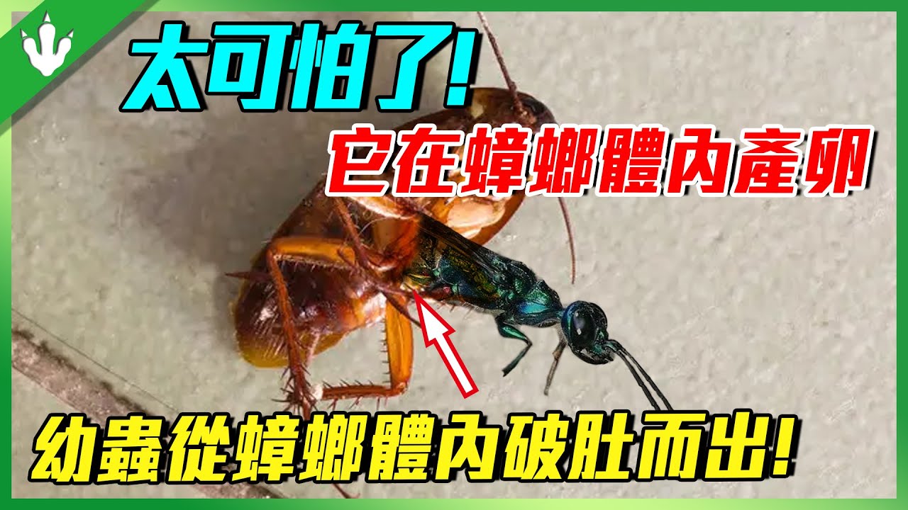 生肖猪的性格特点及命运解析：详解“肚”指猪的由来