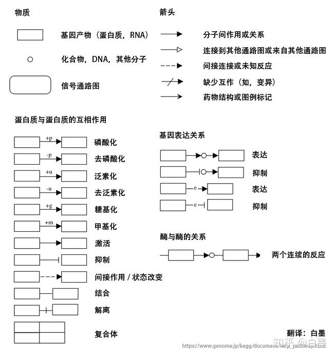 徐道人免费公开龙兔成双的秘密：从数字到动物的系统分析