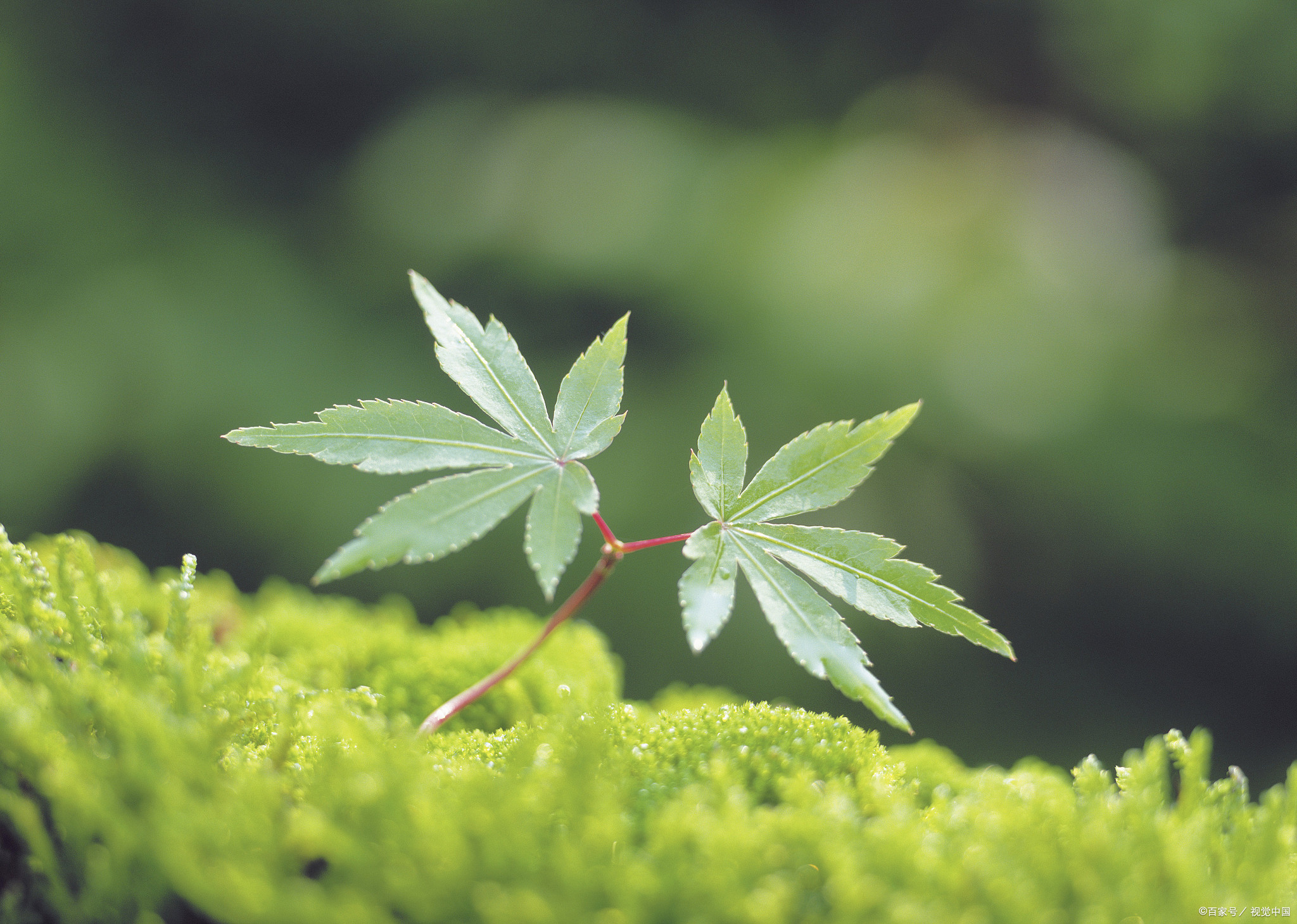 曾道人免费公开浑打一生狗儿：分析其背后的数据和测析方法