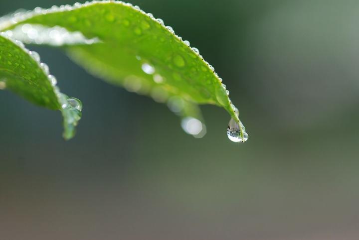 曾道人免费公开：春雷震天的动物，揭秘隐藏生肖的玄机