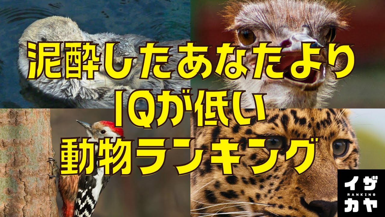 曾道人免费公开一五低打一动物代表那肖：深度解析及生肖预测