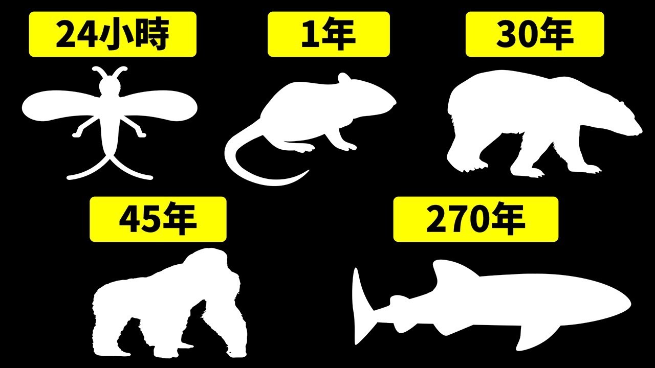 曾道人免费公开：活不老的动物打一肖，深度解析及预测