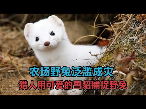 徒道人免费公开蛋鱼之次的动物猜一狐：从多个角度分析其意义和概率