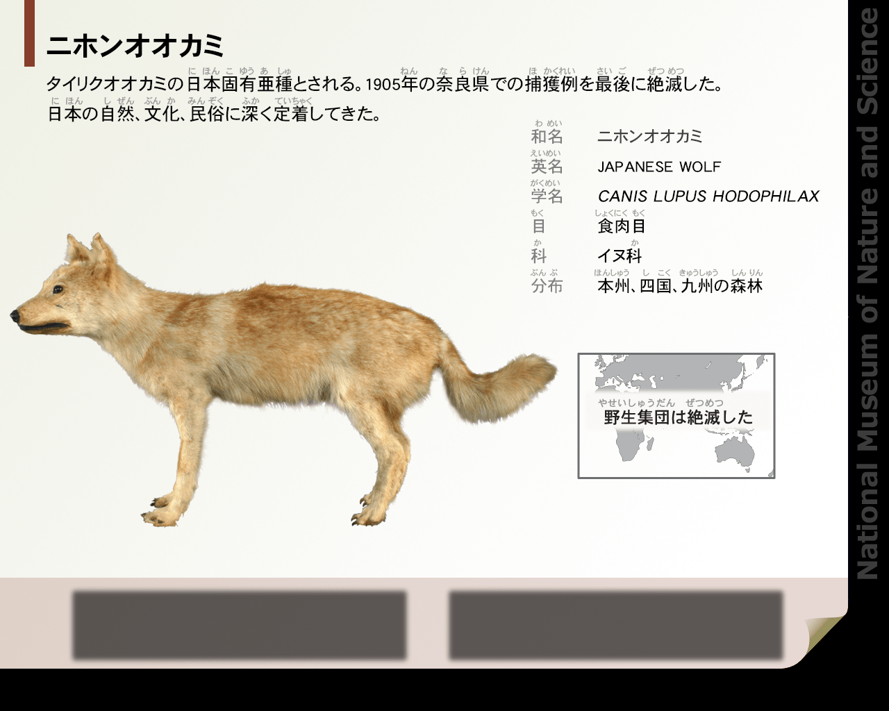 曾道人免费公开加勒比打一肖动物：解读神秘预言背后的玄机