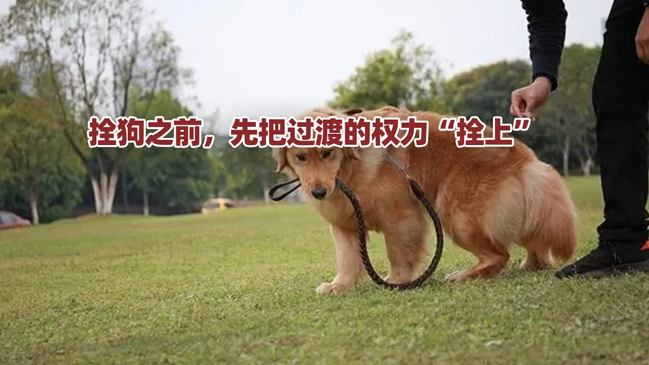 曾道人免费公开猜狗解释：不浓定的动物是哪一狗？